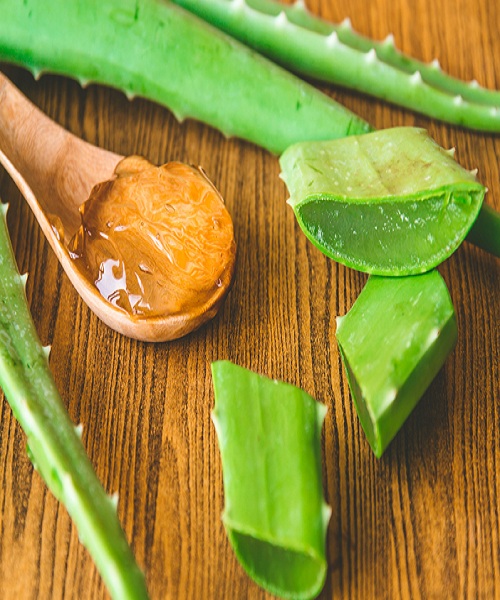 Aloe Vera remedy for poison ivy