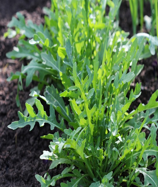 Arugula