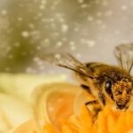 Bees Have Been Declared The Most Important Living Thing On Earth