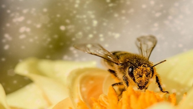 Bees Have Been Declared The Most Important Living Thing On Earth