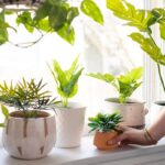 College Plant Survival Guide How to take care of your plants in a college dorm