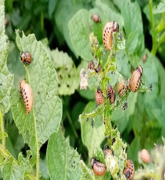 Colorado potato beetle