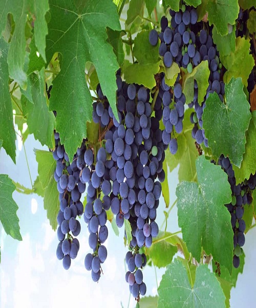 Concord-Grapes