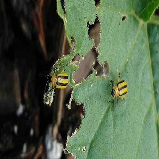 Cucumber Beetles