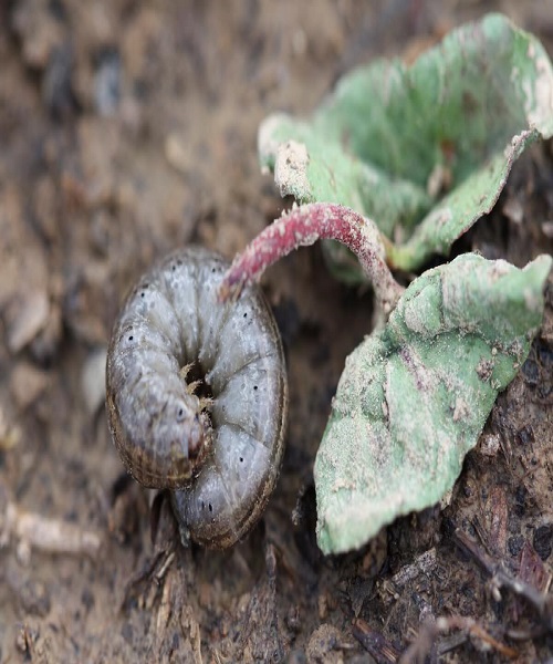 Cutworms