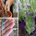 Grow Your Own Lavender Plants with Just a Few Scissors Snips!