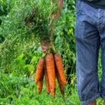 Grow a Massive Carrot Crop This Fall Using These 10 Simple Tips