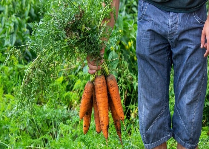 Grow a Massive Carrot Crop This Fall Using These 10 Simple Tips