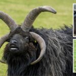 “Hebridean Sheep” Sheep with 4 horns made to look like the devil in the movie
