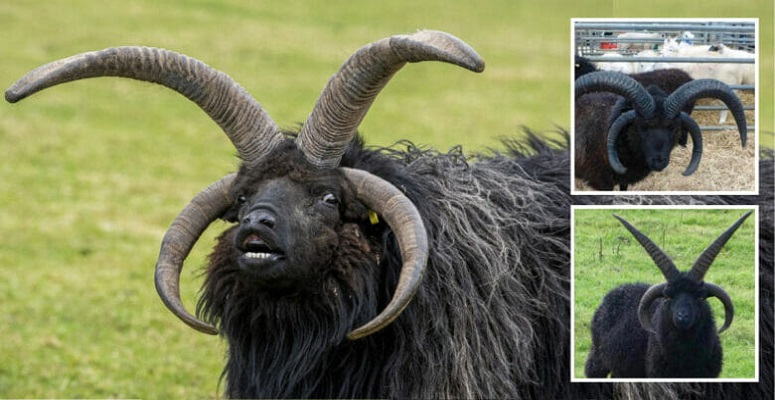 “Hebridean Sheep” Sheep with 4 horns made to look like the devil in the movie