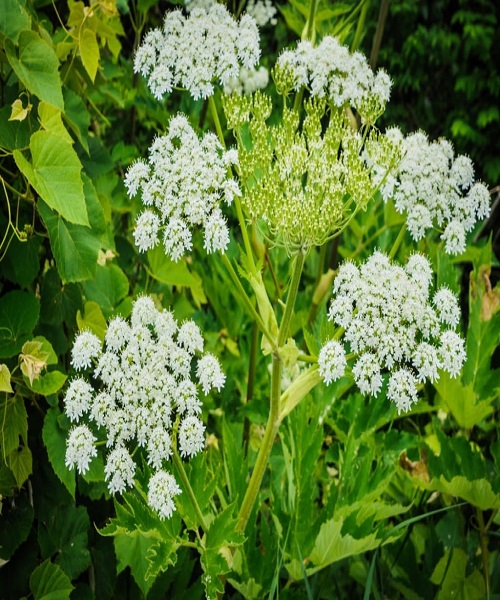 Hogweed