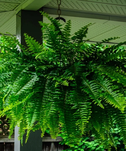 How To Divide Overgrown Ferns
