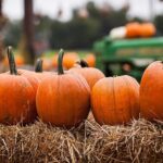 How To Keep Your Pumpkins Fresh Throughout the Fall Season