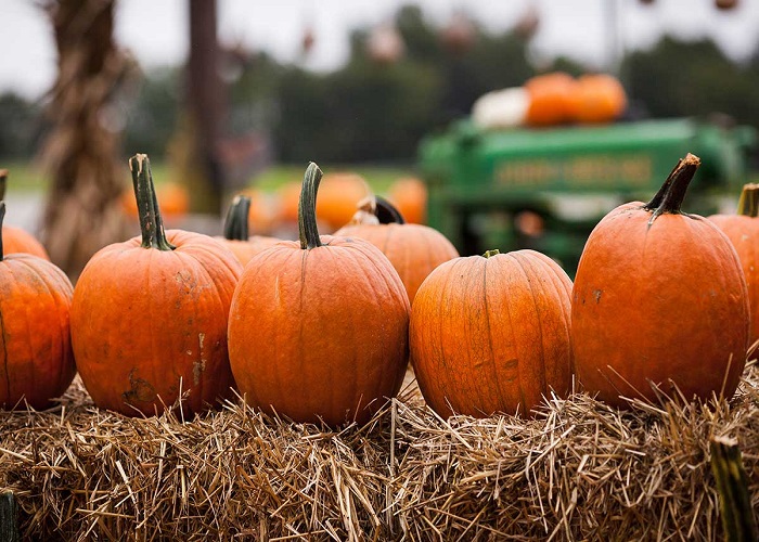 How To Keep Your Pumpkins Fresh Throughout the Fall Season