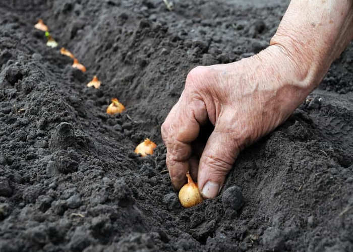 How To Plant Fall Onions Get A Bumper Crop Next Year By Planting This Fall!