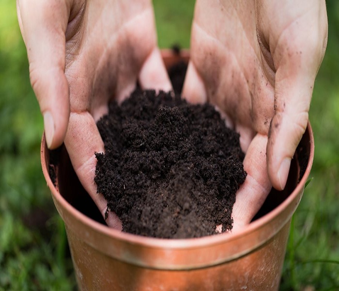 How to Choose Potting Soil