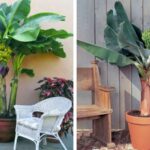 How to Plant a Banana Tree in a Container