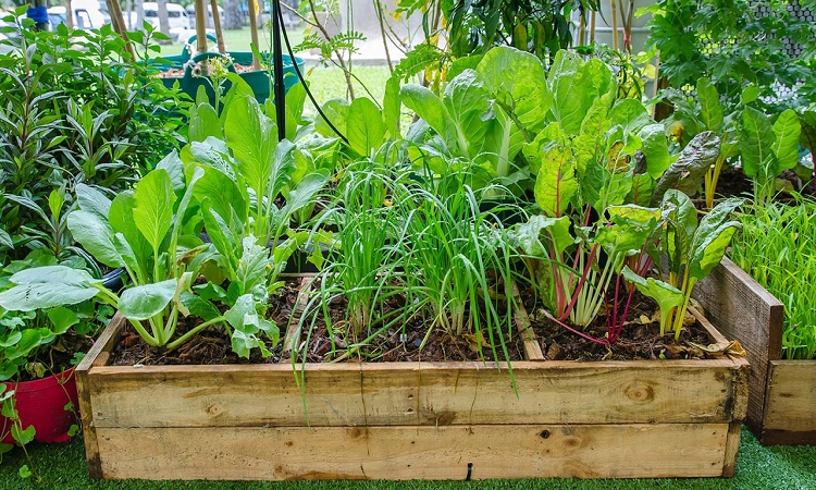 How-to-Plant-an-Emergency-Garden