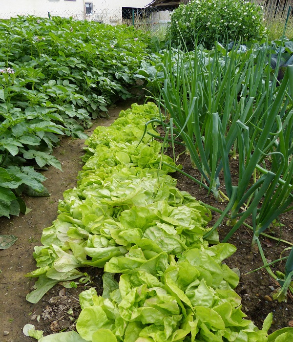 Intercropping with Companion Plants