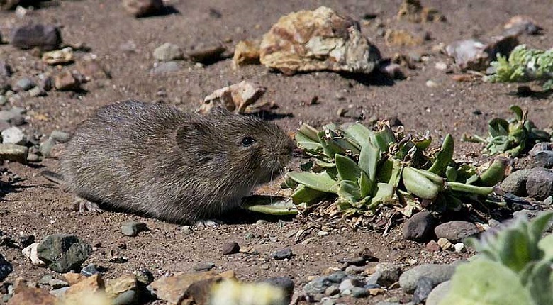 Keep Voles Away from Your Property