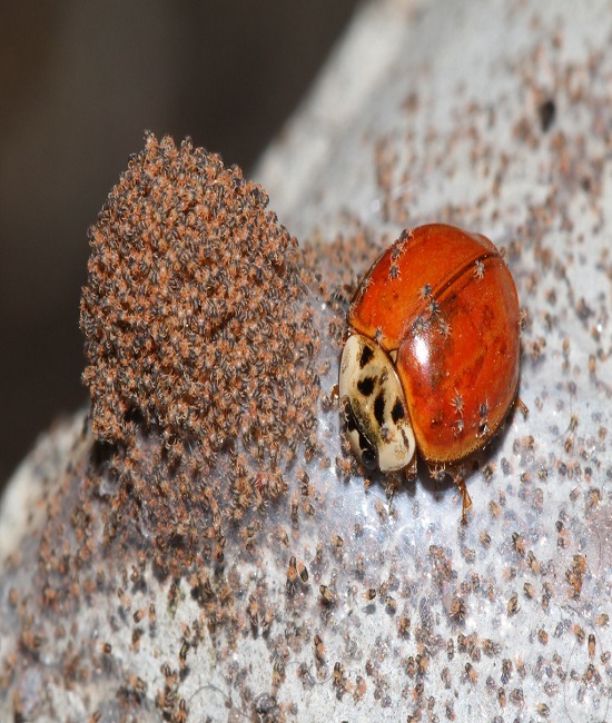 Ladybug feasting on a mound of mites
