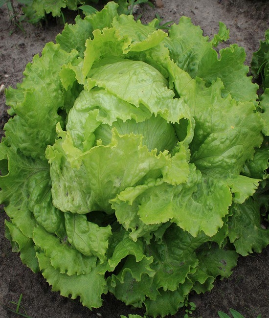 Lettuce