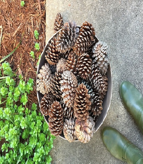 Make use of pine cones in your container gardening