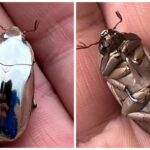 Man Spots Incredible Beetle He Couldn’t Quite Believe It Exists