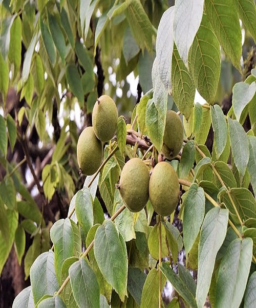 Manchineel