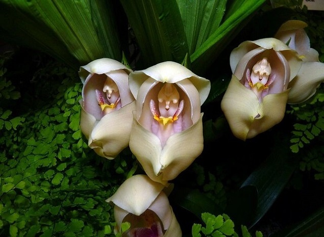 Meet The Cradle of Venus One of the Most Stunning and Rarest Orchids!