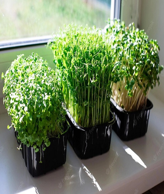 Microgreens from Brassicas