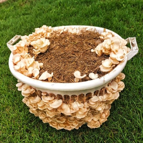 Mushroom Gardens in a Basket or Bucket