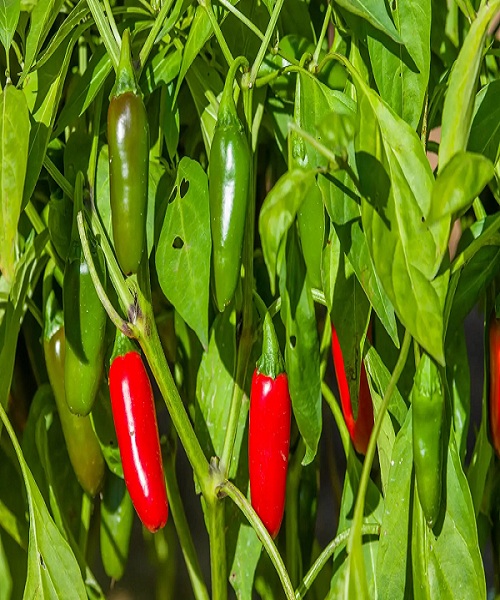 Pick Some of the Early Peppers