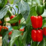 Picking-Ripening-Storing-Peppers