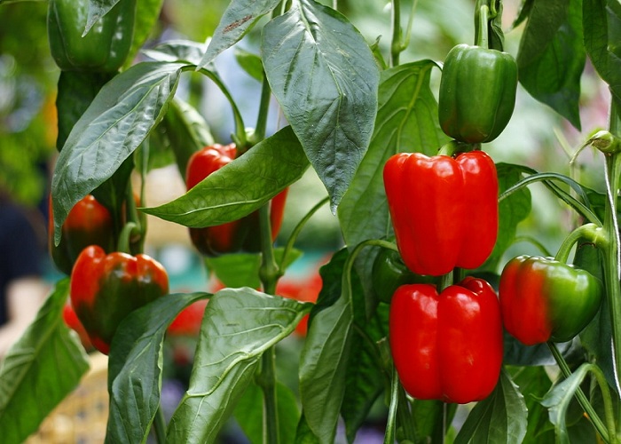 Picking-Ripening-Storing-Peppers