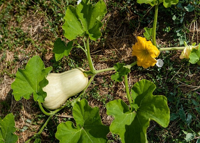 Plant These 7 Squashes and Pumpkins In Your Garden This Fall