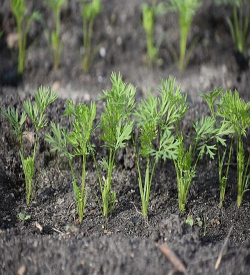 Planting Carrots at the Right Time