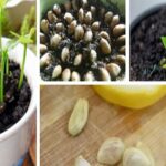 Planting a Lemon in a Cup