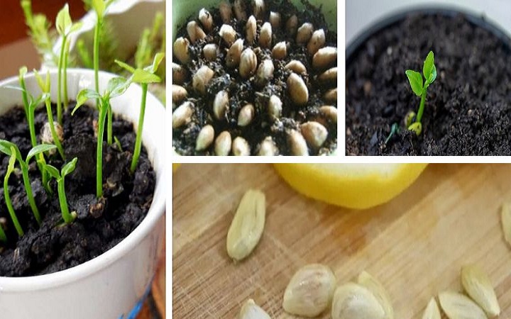 Planting a Lemon in a Cup