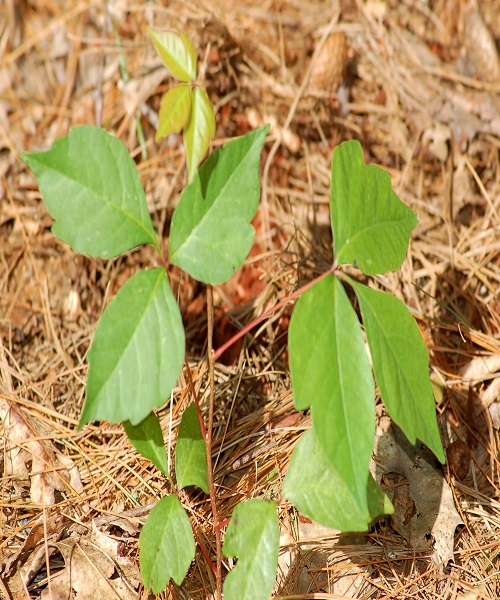 Poison Ivy