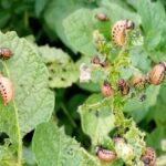 Protect Your Vegetables From the 7 Most Common Fall Pests