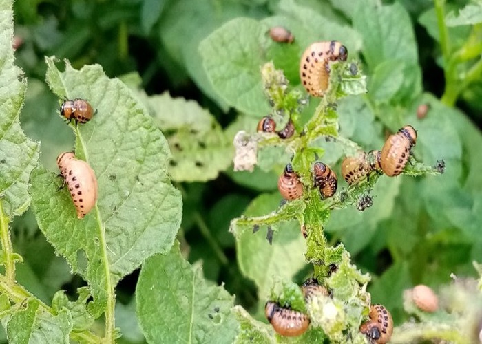 Protect Your Vegetables From the 7 Most Common Fall Pests