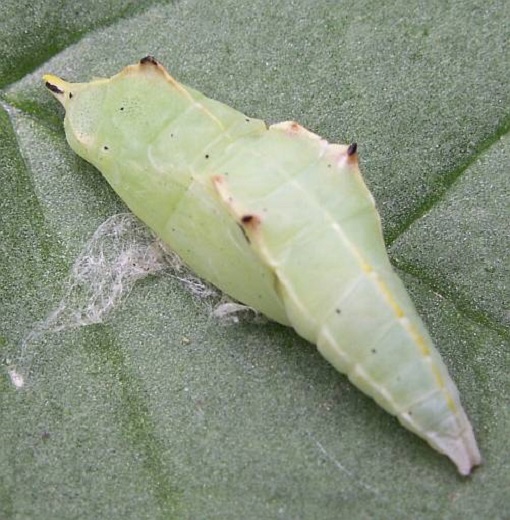 Pupae of cabbage worms