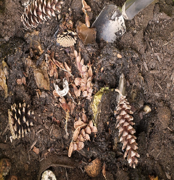 Put the pine cones in the pile of compost