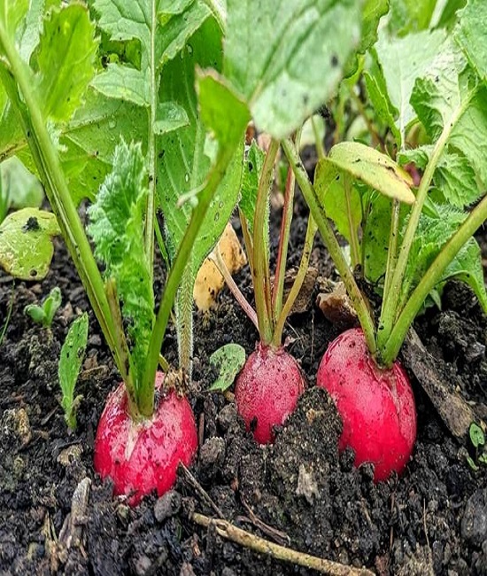 Radishes