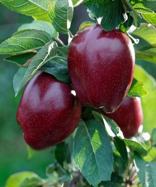 Red-Delicious-Apple