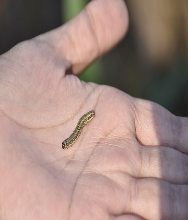 Remove armyworms by hand from plants