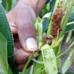 Say Goodbye to Armyworms With 5 Easy Steps