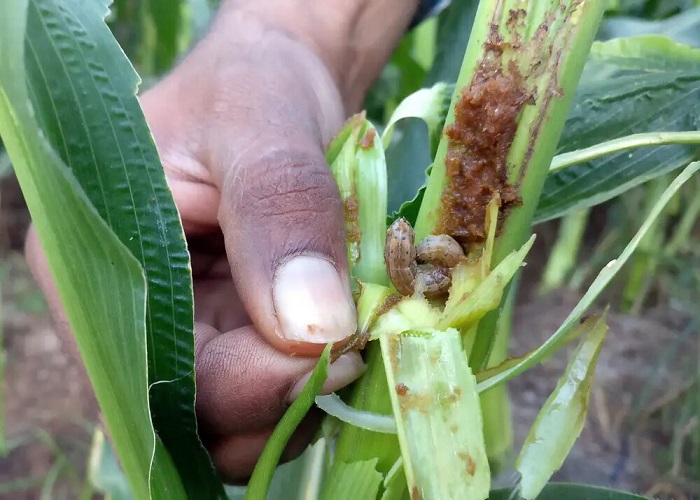 Say Goodbye to Armyworms With 5 Easy Steps