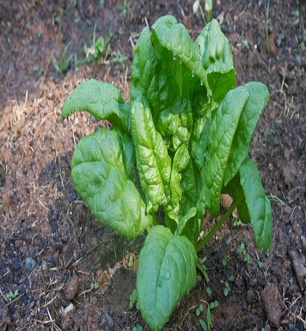 Spinach